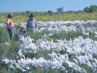 スモークブッシュ